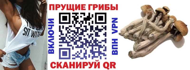 Галлюциногенные грибы GOLDEN TEACHER  Нягань 